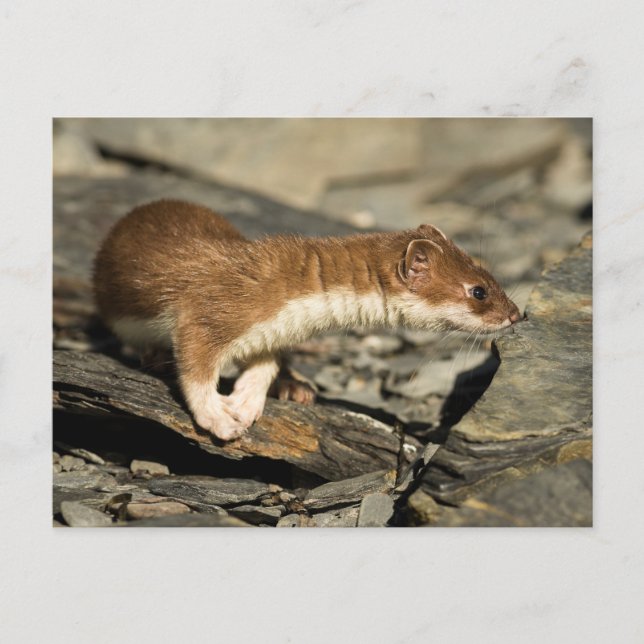 Sniffing Weasel Postkarte (Vorderseite)