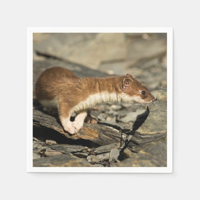 Sniffing Weasel Serviette (Vorderseite)