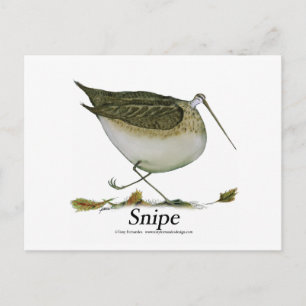 Snipe vogel, tony fernandes postkarte