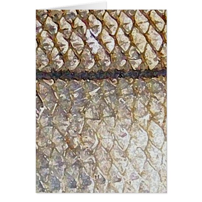 Snook - carte (Devant)