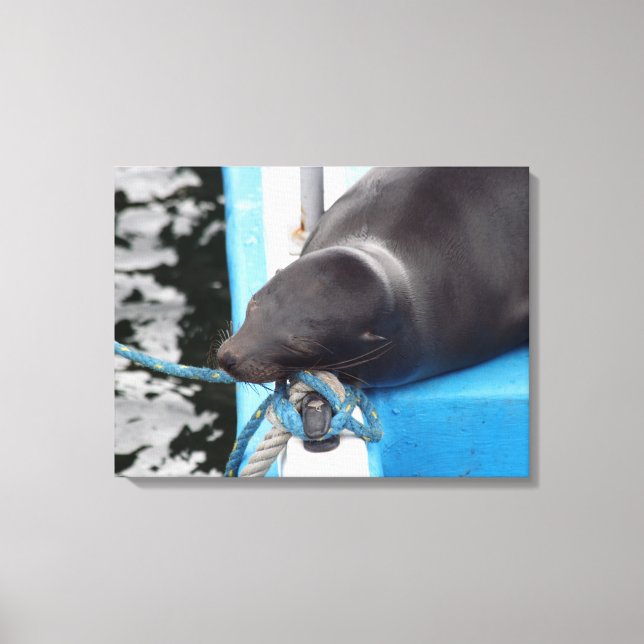 Snoooding Galapagos Sea Lion Leinwanddruck (Vorderseite)
