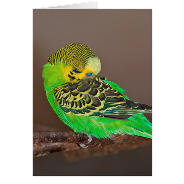Snoozing Budgie Karte (Vorne)