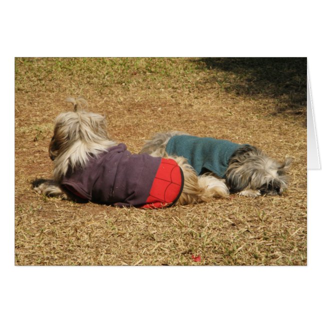 Snoozing in Nong Khai (Vorderseite (Horizontal))