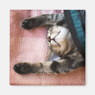 Snoozing Kitten Magnet
