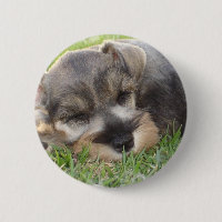 Snoozing Schnauzer-Knopf