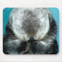 Snoozing Seeotter