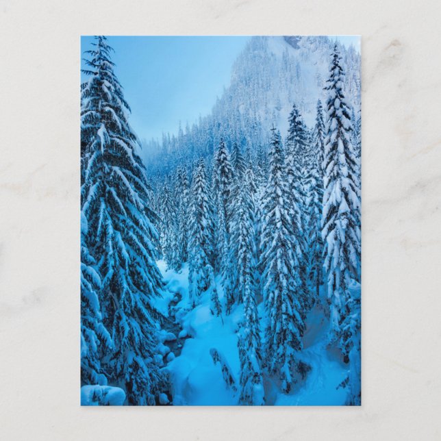 Snoqualmie Pass, Washington Staat. Postkarte (Vorderseite)