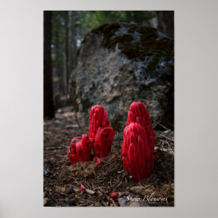 Snow Blossoms Poster