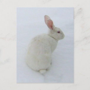 Snow Bunny Postcard Postkarte
