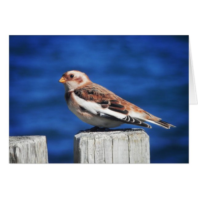 Snow Bunting (Vorderseite (Horizontal))