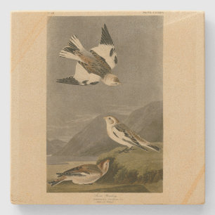 Snow Bunting John James Audubons Vögel in Amerika Steinuntersetzer