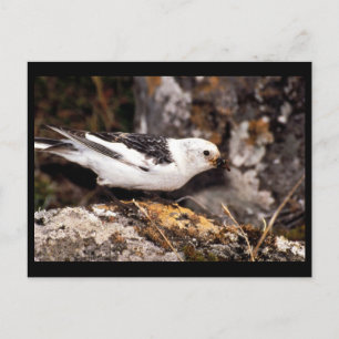 Snow Bunting Postkarte