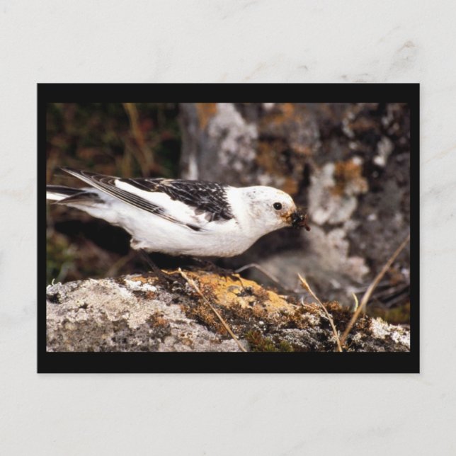 Snow Bunting Postkarte (Vorderseite)