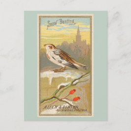 Snow Bunting Postkarte