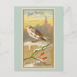 Snow Bunting Postkarte