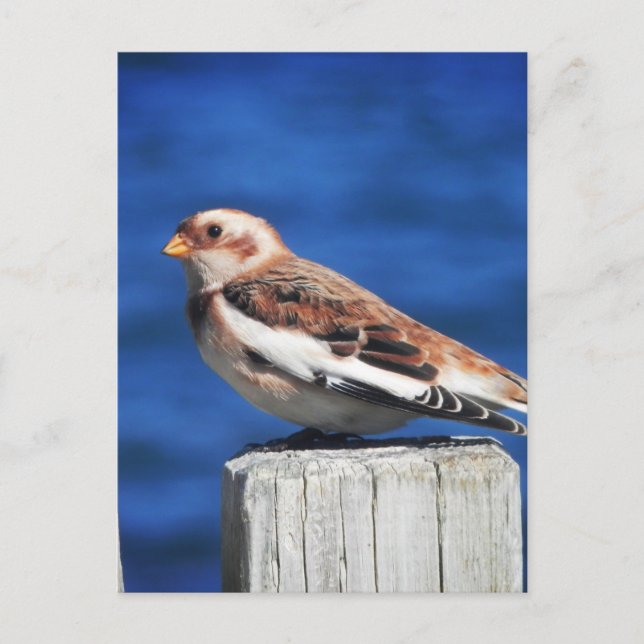 Snow Bunting Postkarte (Vorderseite)