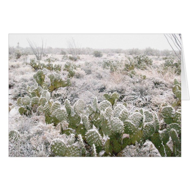 Snow Cactus (Vorderseite (Horizontal))