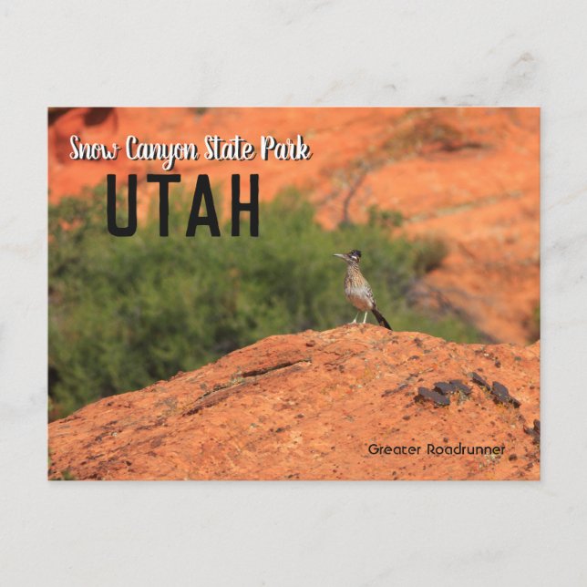 Snow Canyon Roadrunner Utah Postkarte (Vorderseite)