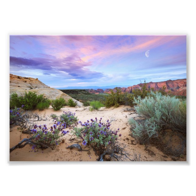 Snow Canyon Sunrise Wildblumen Landscape Foto (Vorne)