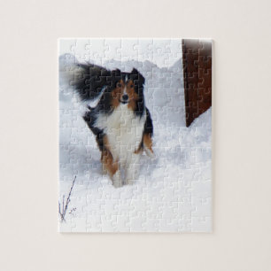 Snow Collie