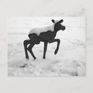 Snow Covered Baby Moose Postkarte
