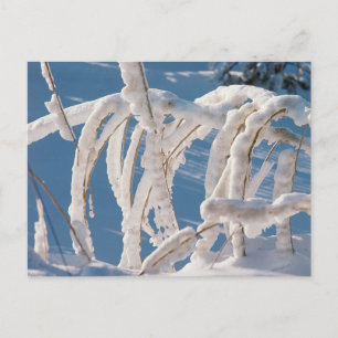 Snow Covered Twigs Postkarte