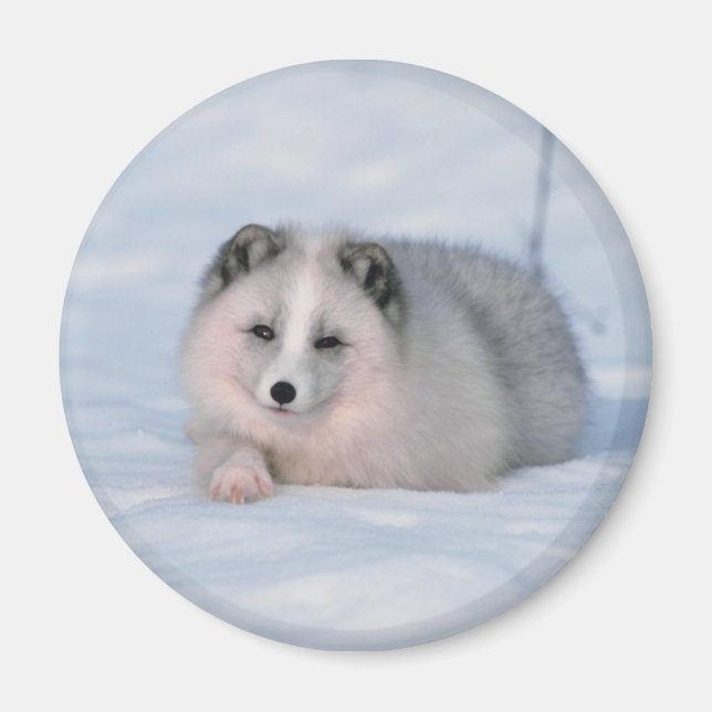 Snow Fox Magnet (Vorne)