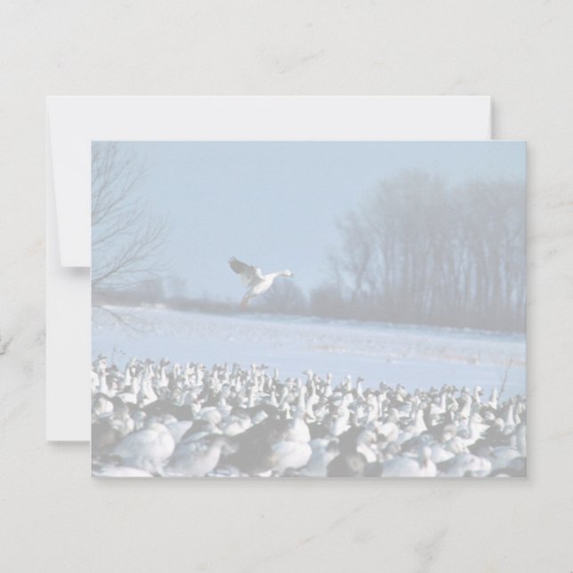 Snow Geese (Vorderseite)