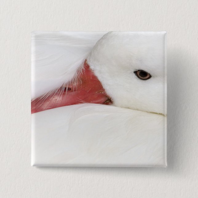 Snow Goose Chen caerulescens Button (Vorderseite)