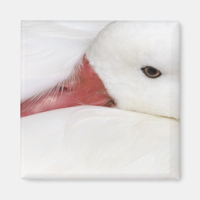 Snow Goose Chen caerulescens Magnet (Vorne)