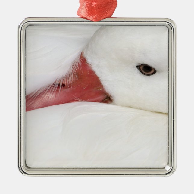 Snow Goose Chen caerulescens Ornament Aus Metall (Vorne)
