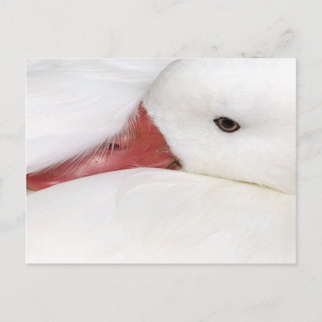 Snow Goose Chen caerulescens Postkarte (Vorderseite)