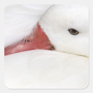 Snow Goose Chen caerulescens Quadratischer Aufkleber