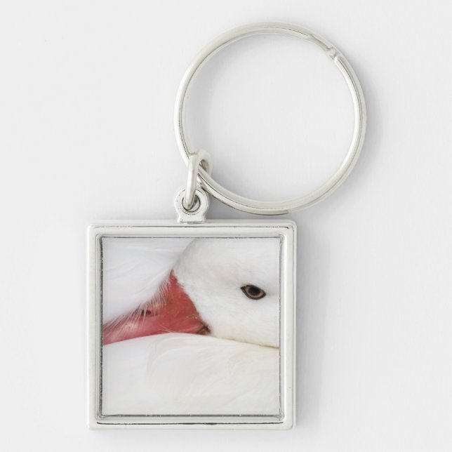 Snow Goose Chen caerulescens Schlüsselanhänger (Vorne)