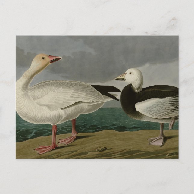 Snow Goose Postkarte (Vorderseite)