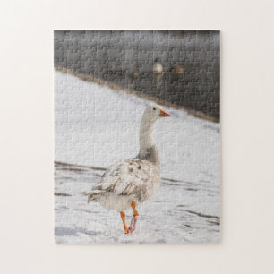Snow Goose Strut