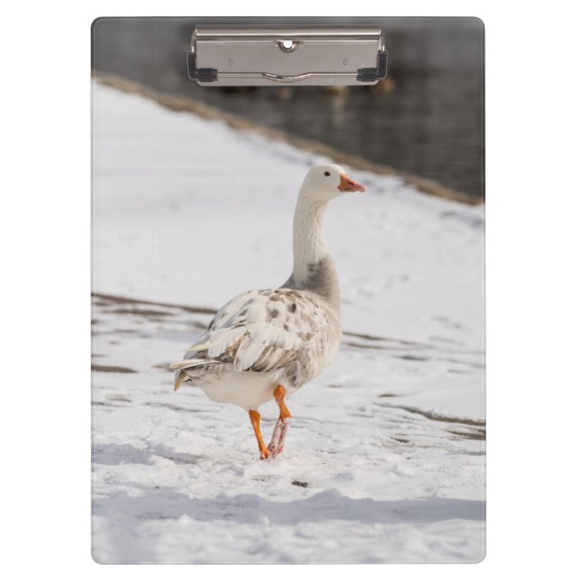 Snow Goose Strut Klemmbrett (Vorderseite)