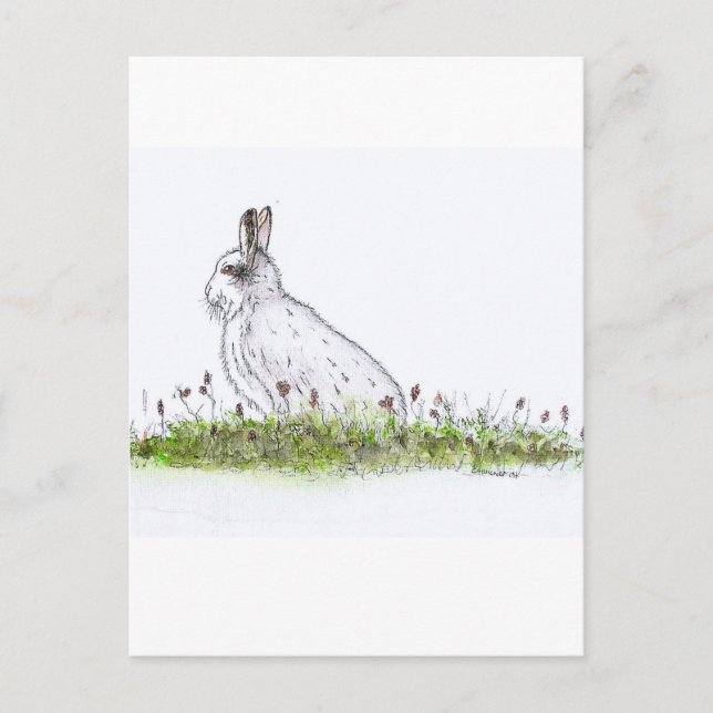 Snow Hare Postkarte (Vorderseite)