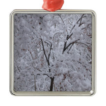 Snow-Laden Bäume