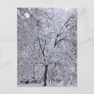 Snow-Laden Bäume Postkarte