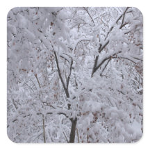 Snow-Laden Bäume
