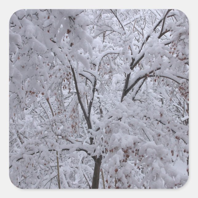Snow-Laden Bäume Quadratischer Aufkleber (Vorderseite)