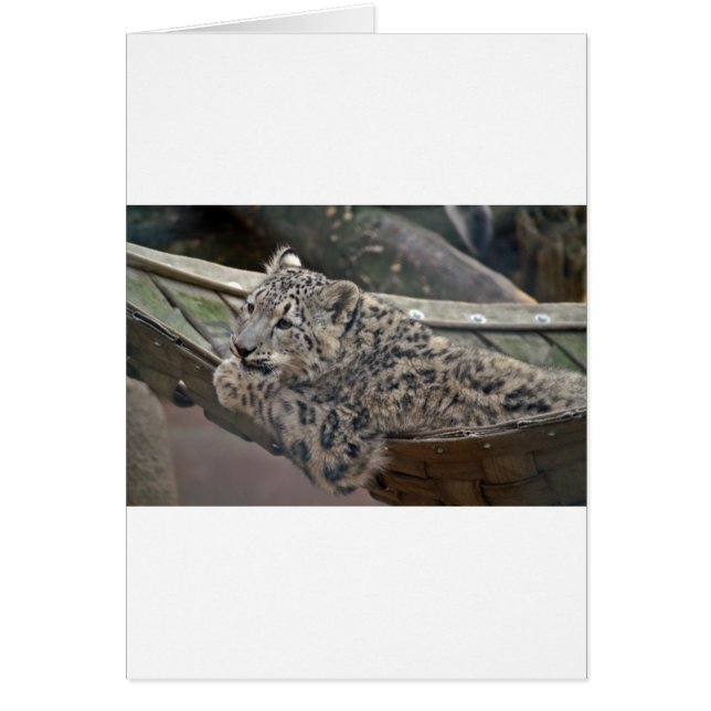 Snow Leopard (Vorne)