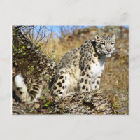 Snow Leopard am Ausblick
