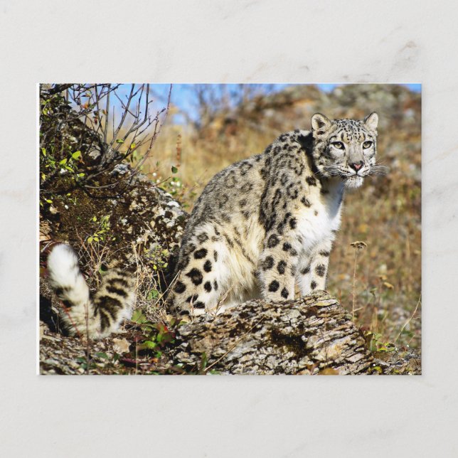 Snow Leopard am Ausblick Postkarte (Vorderseite)