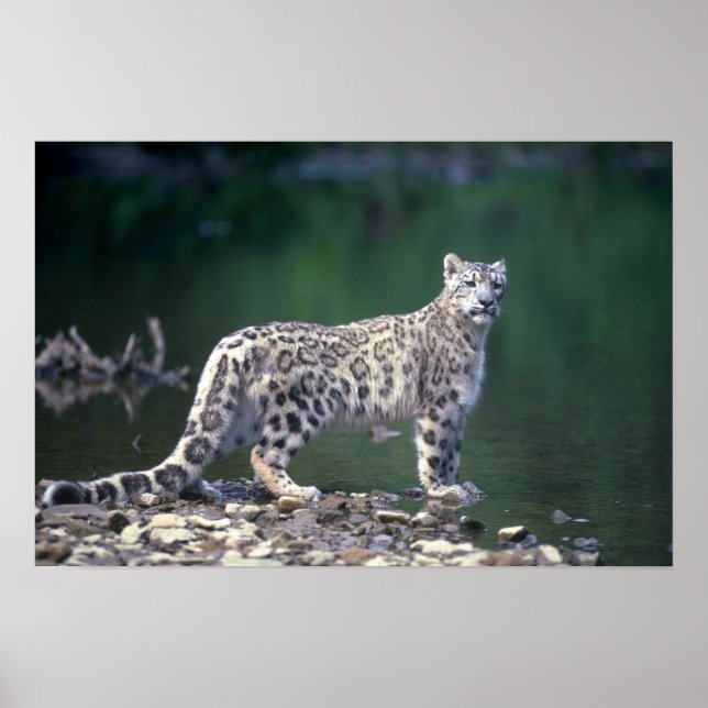 Snow Leopard am Fluss Poster (Vorne)