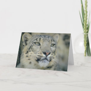 Snow Leopard Close Up Karte