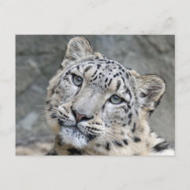 Snow Leopard Closeup Face Postkarte
