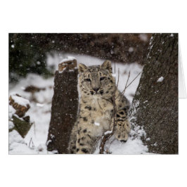 Snow Leopard Cub