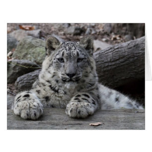 Snow Leopard Cub assis